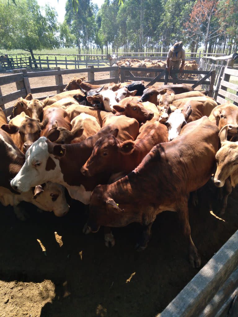 Animales en el campo de la familia Gassiebayle, en Corrientes