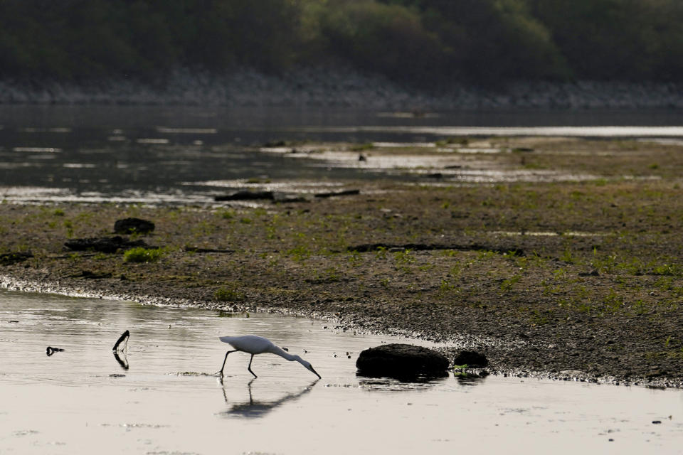 A white heron looks for food on the Po river, in Linarolo, near Pavia, Italy, Monday, June 27, 2022. Italy's largest river, which is turning into a long stretch of sand due to the lack of rain, is leaving the Lomellina rice flats — nestled between the river Po and the Alps — without the necessary water to flood the paddies. (AP Photo/Luca Bruno)