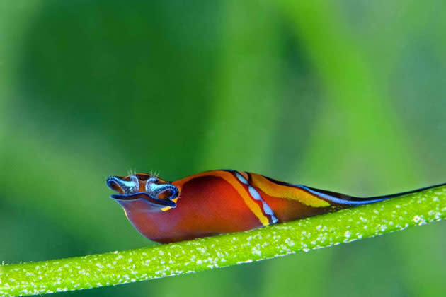 <b>Overall Winner</b><br> Ximena Olds – U.S. Virgin Islands<br> This dashing headshield sea slug photo taken by Ximena Olds (Florida) snagged "best overall" award.<br> CREDIT: Ximena Olds, University of Miami Rosenstiel School of Marine & Atmospheric Science.