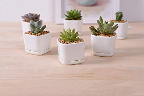 Set of Six Mini Succulents