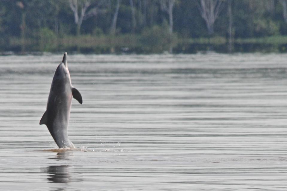 Tucuxi River Dolphin (Sotalia fluviatilis), also known as gray bufeo or black bufeo. (Photo by: Kike Calvo/Universal Images Group via Getty Images)