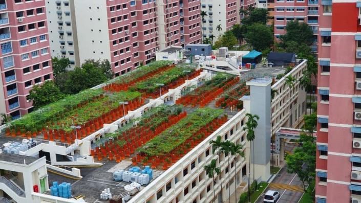 The view of the Nature's International Commodity farm from a public housing block.