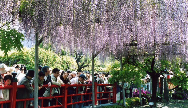 亀戸天神社