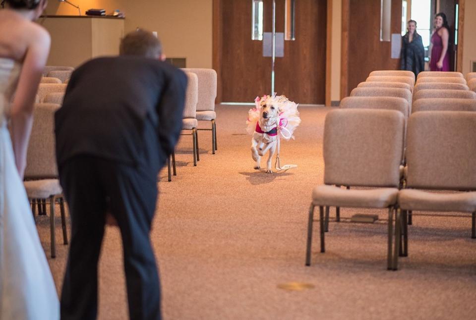 Una labrador llamada Bella llevó varios días en enero de este año rompiendo Internet con las imágenes de su conmovedora historia. Y es que gracias a la fotógrafa Maddie Peschong, de Mad Photo and Design, pudimos revivir la rápida y sorprendente reacción que tuvo la mascota para ayudar a su dueña con el ataque de pánico que estaba sufriendo en el día más importante de su vida. Y a ti, ¿cuál de todas estas historias te gustó más? Déjanos tus comentarios. Foto: Facebook.com/MadPhotoAndDesign