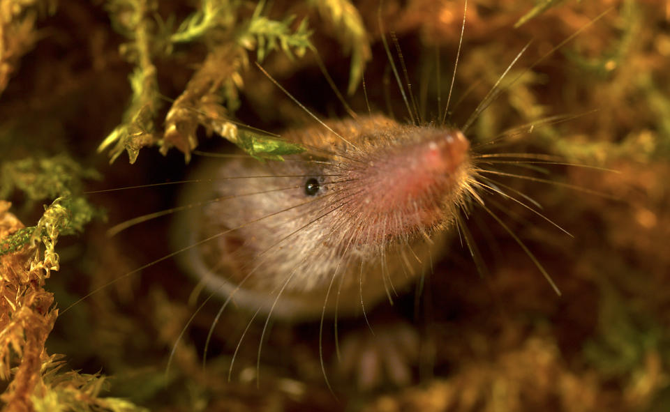 This image released by National Geographic shows an etruscan shrew at the Manchester Zoo in the United Kingdom, from "Super/Natural,” a six-part series from National Geographic, airing on Disney+. (Jonjo Harrington/National Geographic via AP)