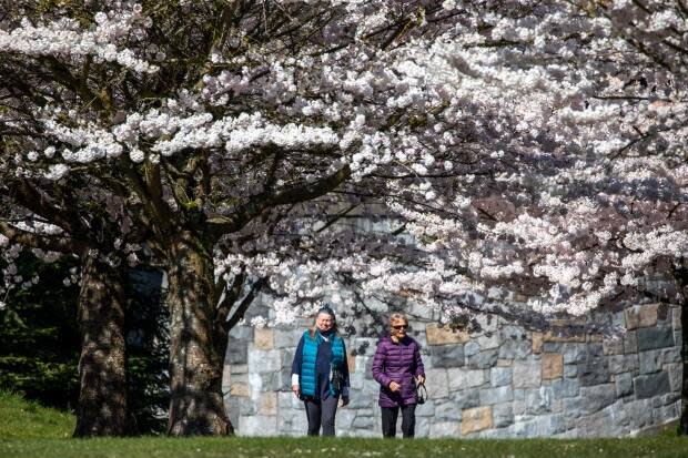 Two people walk along a sidewalk in Stanley Park near a Cherry Blossom tree in Vancouver, British Columbia on Monday, April 12, 2021. 