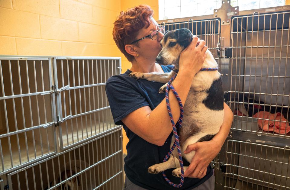 Dianne Waring holds Currie, a 5 year old Jack Russell who is currently up for adoption, at the Montgomery County Animal Shelter. Photo by Liam Kennedy/Gannett