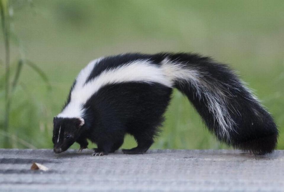 Skunk mating season in North Carolina usually begins during the second week of February.