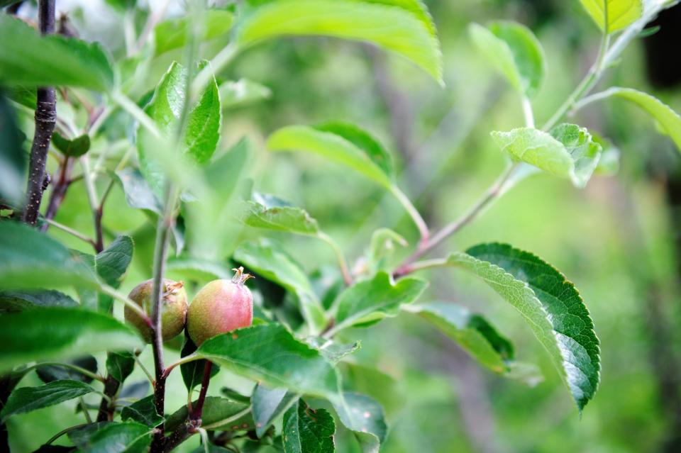 The apples are ready for picking at the Evansville Countryside Orchard. Enjoy them at a Grandparents Day brunch or with a cup of tea at September events.