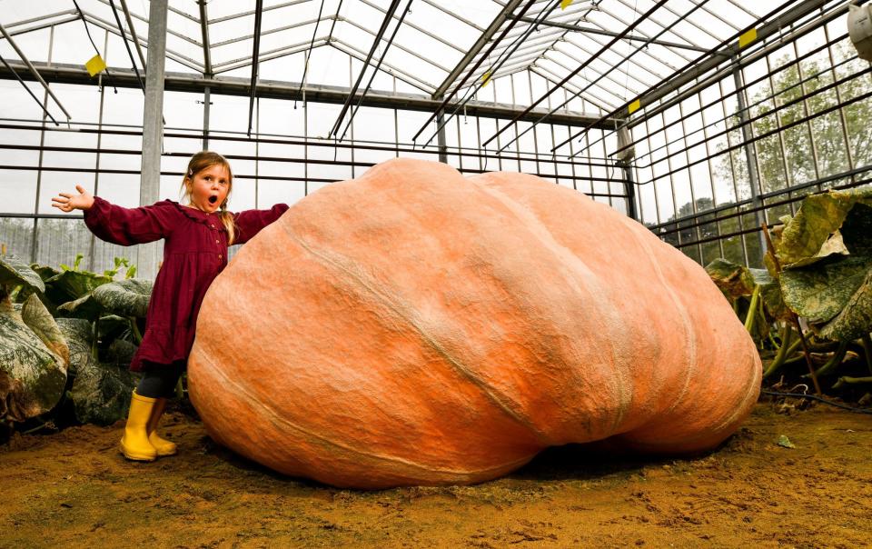 The twins' squash weighs 2,656 lbs, 63 lbs heavier than their previous record - Jordan Pettitt/Solent News & Photo Agency 