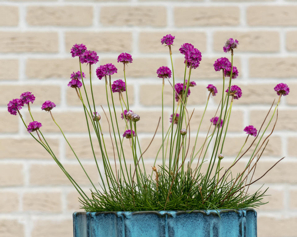 7. Armeria maritima