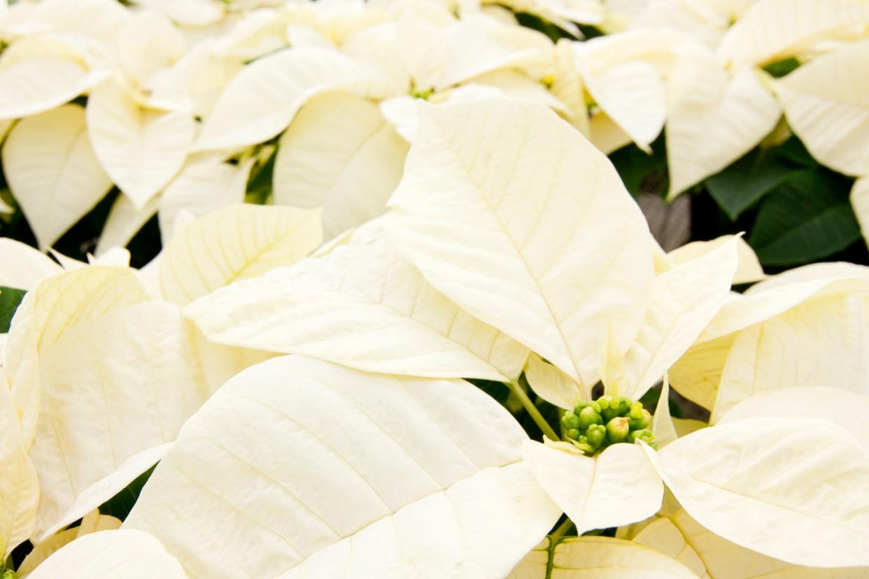 how to care for poinsettias