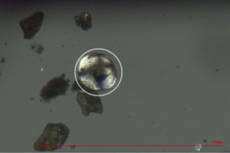  This image shows a zebra mussel veliger discovered by Colorado Parks and Wildlife in the Colorado River near Grand Junction after routine testing in early July. A veliger is the mussel’s free-floating larval stage that can be seen only under a microscope. (CPW)