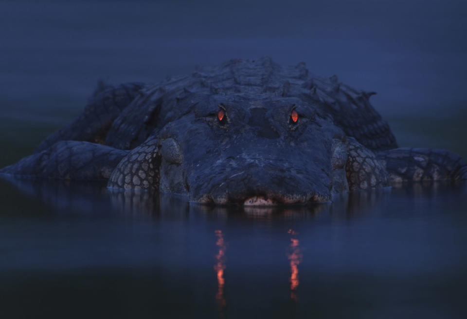 La última, de <b>Larry Lynch)</b>: una tarde, mientras Larry caminaba por el <b>Myakka River State Park</b> de Florida, se encontró a un grupo de <b>caimanes</b>. Era la época seca y ellos habían estado atiborrándose de peces atrapados. Uno de ellos claramente había comido, así que <b>"puse mi trípode a siete metros de él y me concentré en sus ojos"</b>.