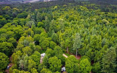 New Forest - Credit: istock