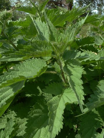 Denny Schrock Stinging nettle can resprout from rhizomes but also hurt your hands, so wear garden gloves when dealing with this weed.