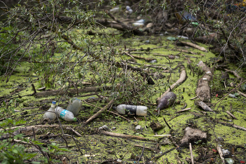 Muddy plastic bottles have flowed downstream and become lodged against fallen trees and within the dense foliage in Tisza River near Tiszaroff, Hungary, Tuesday, Aug. 1, 2023. Life-jacketed rivergoers of all ages pile into dozens of canoes to scour Hungary’s second-largest river for such trash. (AP Photo/Denes Erdos)
