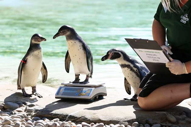 Das Pinguin-Küken Bracchino wird während der jährlichen Gewichtskontrolle im Londoner Zoo gewogen. Die Wärter kontrollieren im Zuge der allgemeinen Gewichtskontrolle insgesamt mehr als 700 Tiere und checken dabei gleichzeitig deren generellen Gesundheitszustand. Die Ergebnisse werden dann mit anderen Zoos weltweit geteilt und abschließend in ein übergreifendes Computersystem eingespeist, das Details über Tausende Spezies enthält. (Bild: Laura Dale/AP)