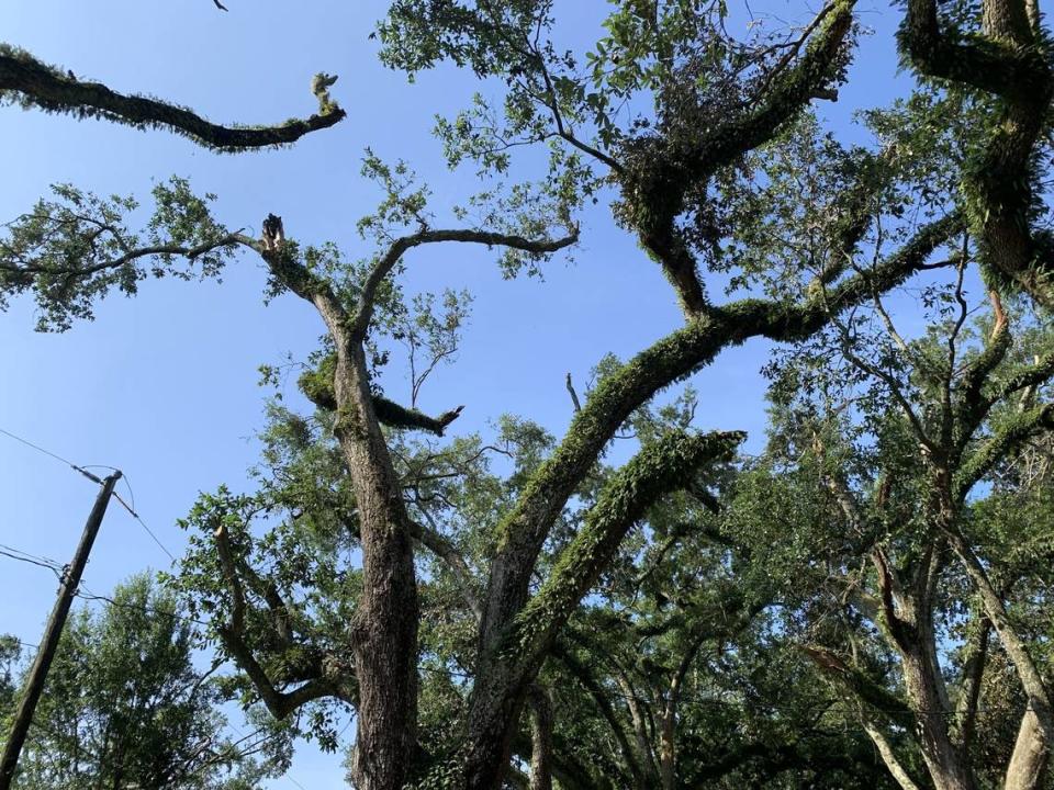 The tree canopy on a portion of Griffin Street that’s also known as Lovers Lane was torn away by a hurricane that swept through Moss Point Monday. Experts are working to assess the damage and save the trees.