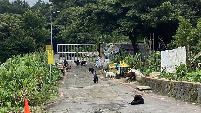  除了在鞍部聚集，野狗也會走到馬路中間。（圖／田姓山友提供）