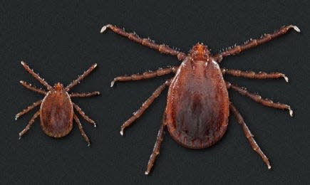 Asian longhorned tick, nymph and adult female, top view.