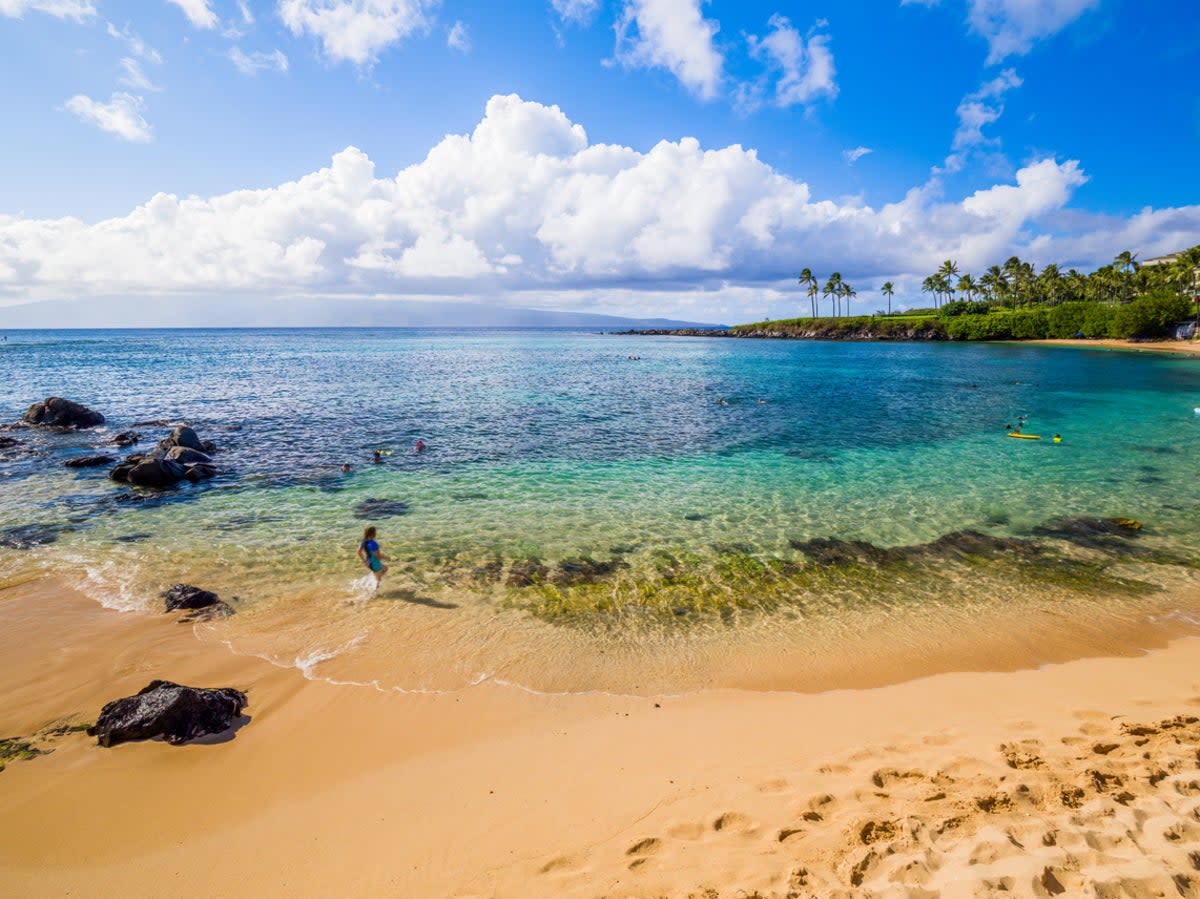 This snorkelling spot has an abundance of marine life, including sea turtles (Getty Images/iStockphoto)