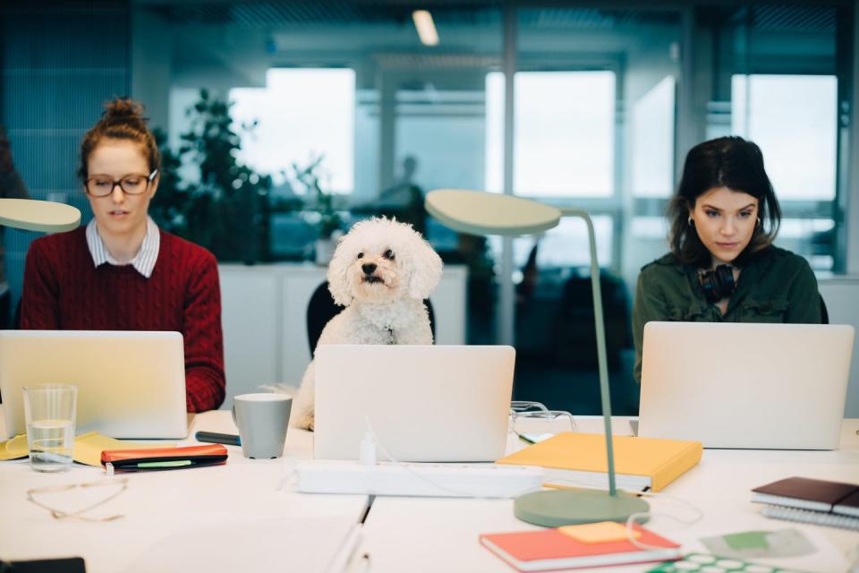 <span class="caption">Sometimes the best co-workers have four legs and a tail.</span> <span class="attribution"><a class="link " href="https://www.gettyimages.com/detail/photo/female-professionals-using-laptops-while-sitting-royalty-free-image/991160798?adppopup=true" rel="nofollow noopener" target="_blank" data-ylk="slk:Maskot/Getty Images;elm:context_link;itc:0;sec:content-canvas">Maskot/Getty Images</a></span>