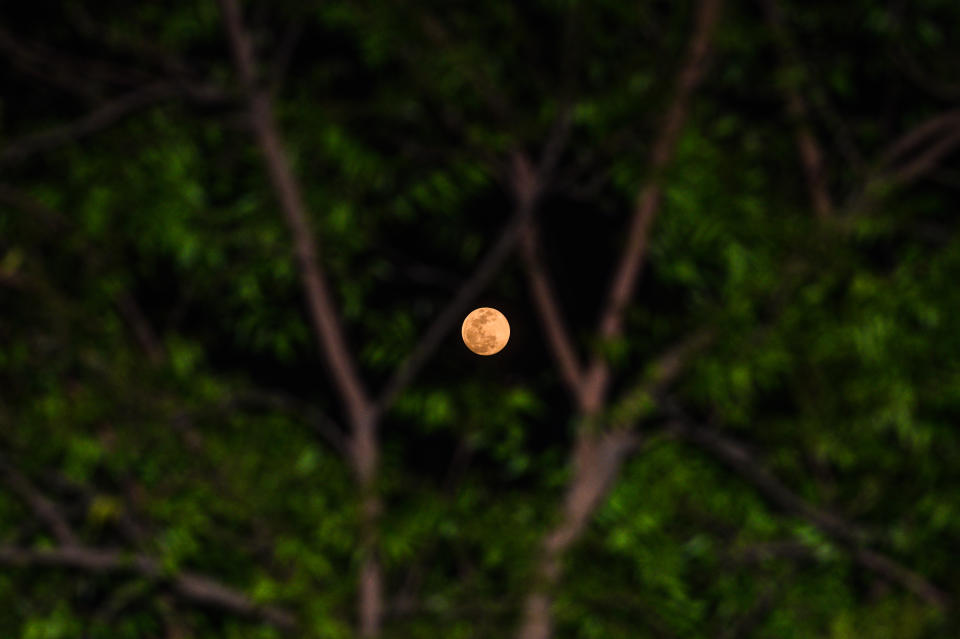 Luna de Cuervos en Bengala