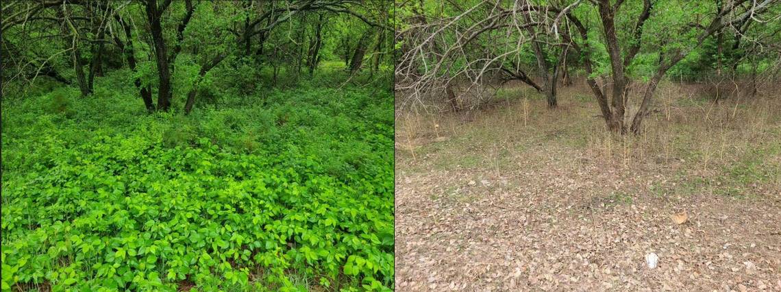 Rex Rutledge’s goat herd, which does business as Restoration Grazing LLC, clears poison ivy and other underbrush. Rutledge said this before and after photo of a poison ivy infested area shows what his goats are capable of doing in Wichita city parks.