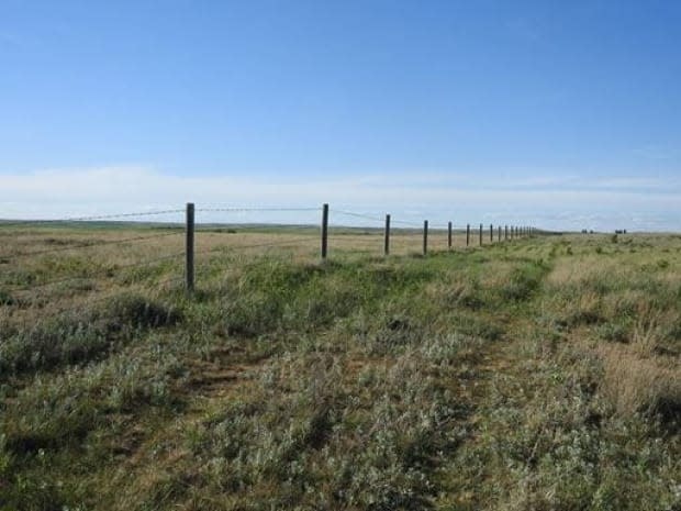 There is crop damage and rapidly drying soils, despite recent heavy rainfall.   (Saskatchewan Ministry of Agriculture - image credit)