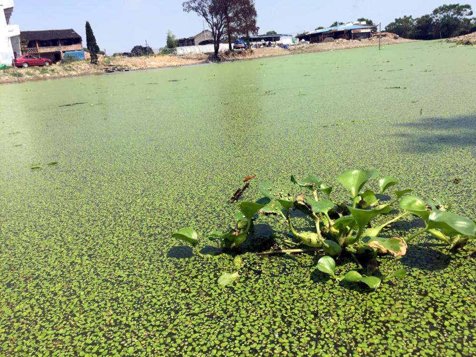 <div class="inline-image__caption"><p>Invasive duckweeds floating on a lake like a green carpet in Wenling City, China. </p></div> <div class="inline-image__credit">Getty</div>