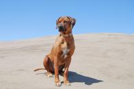 <p>Dignified and even-tempered, the breed is also known as the African lion hound due to its original purpose. Today, ridgebacks are intelligent family protectors and hunting partners. The namesake "ridgeback" comes from where their hair grows forward along the spine, forming a distinctive ridged pattern. </p><p><strong>Weight: 70-85 pounds</strong></p>