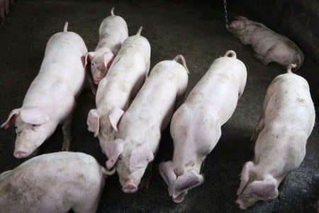 Pigs are seen at a backyard farm on the outskirts of Harbin, Heilongjiang province, China September 5, 2018. REUTERS/Hallie Gu