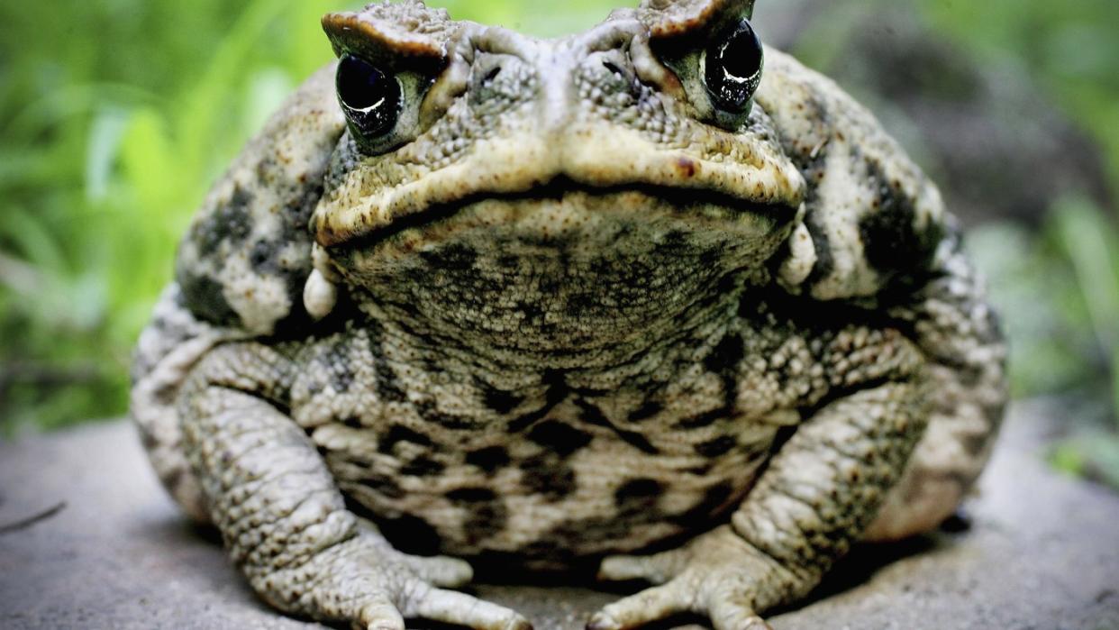  A toad. 