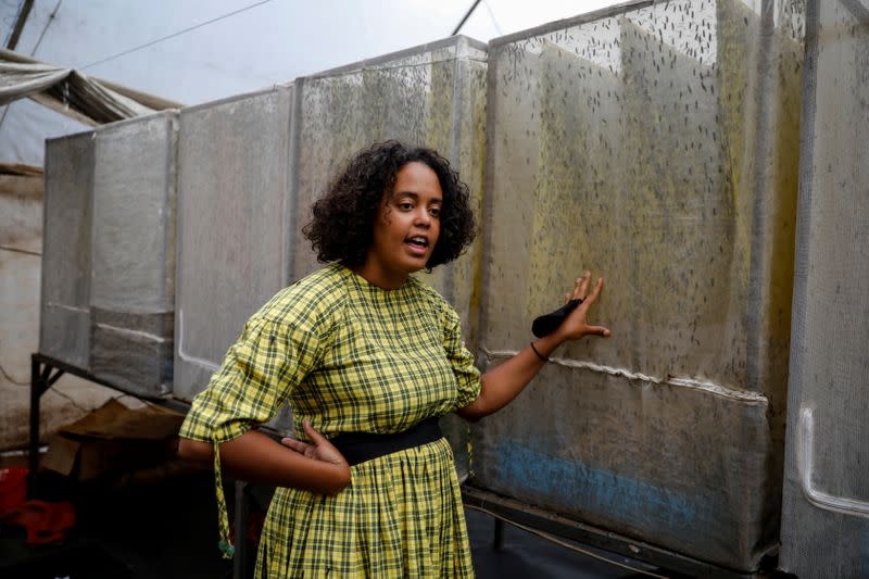 Kenyan-Dutch Talash Huijbers, farmer and CEO of InsectiPro, stands next to cages containing black soldier flies in her farm in Red Hill, Kiambu County