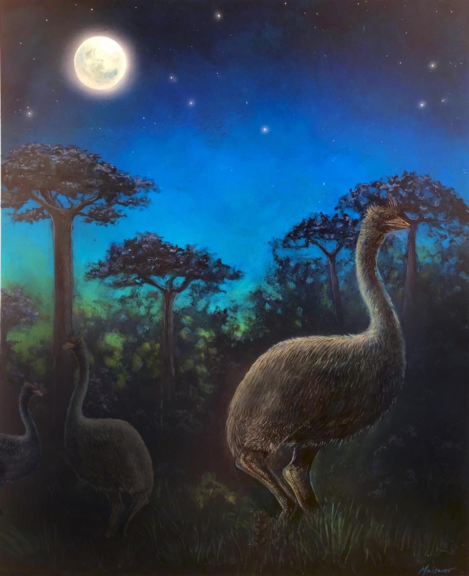 A rendering of elephant birds, which were believed to have roamed in what is now Madagascar.