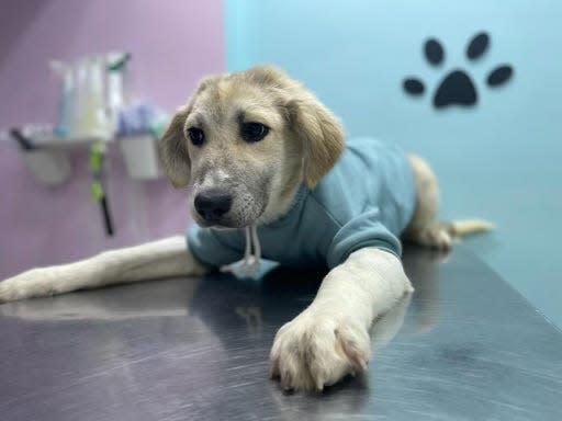 Tucker the dog is pictured shortly after surviving the parvo virus that killed three of his 11 siblings.