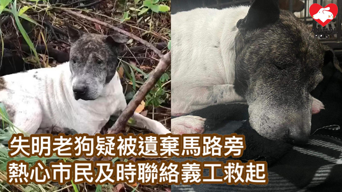 The old blind dog is hiding in the grass by the side of the road and is suspected of being abandoned.  Enthusiastic citizens contact volunteers to rescue him