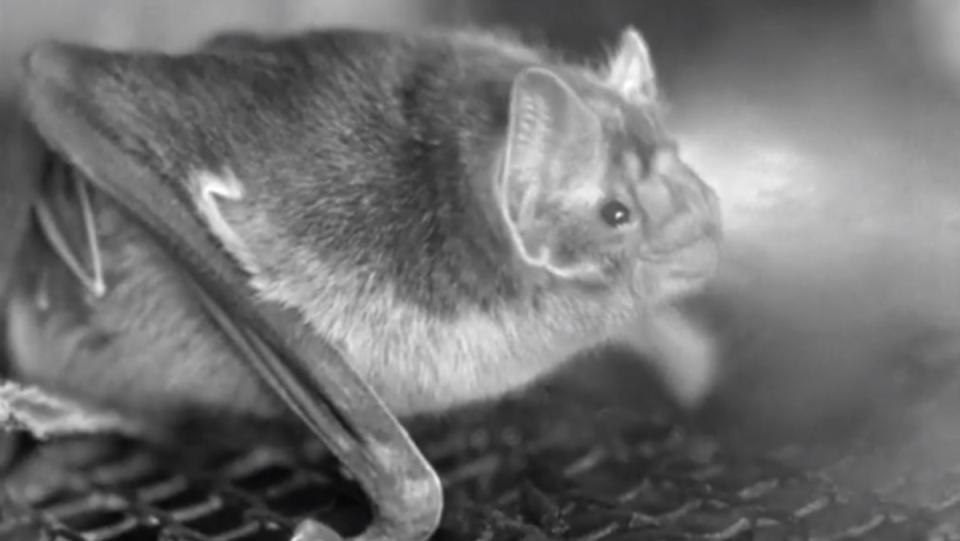 a black and white close up photo of a bat from le vampire documentary