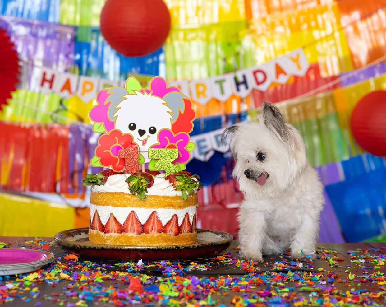 Norbert the dog birthday