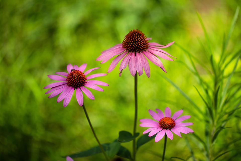 Purple coneflowers are a great pollinator. Many species of birds, including the American goldfinch, New Jersey's state bird, love the seed heads as a food source in the fall and winter.