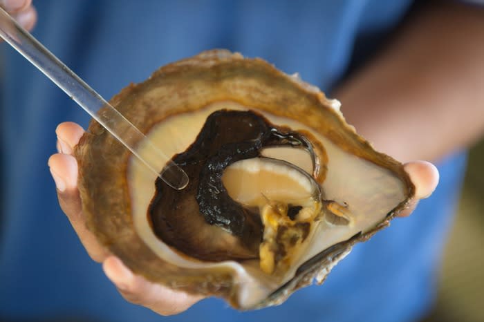 The mantle tissue: Autore pearl farm manager, Gibo, points to the mantle tissue of a mature Pinctada maxima oyster. Without implanting a graft of the second strip of the mantle tissue, a pearl will not grow.