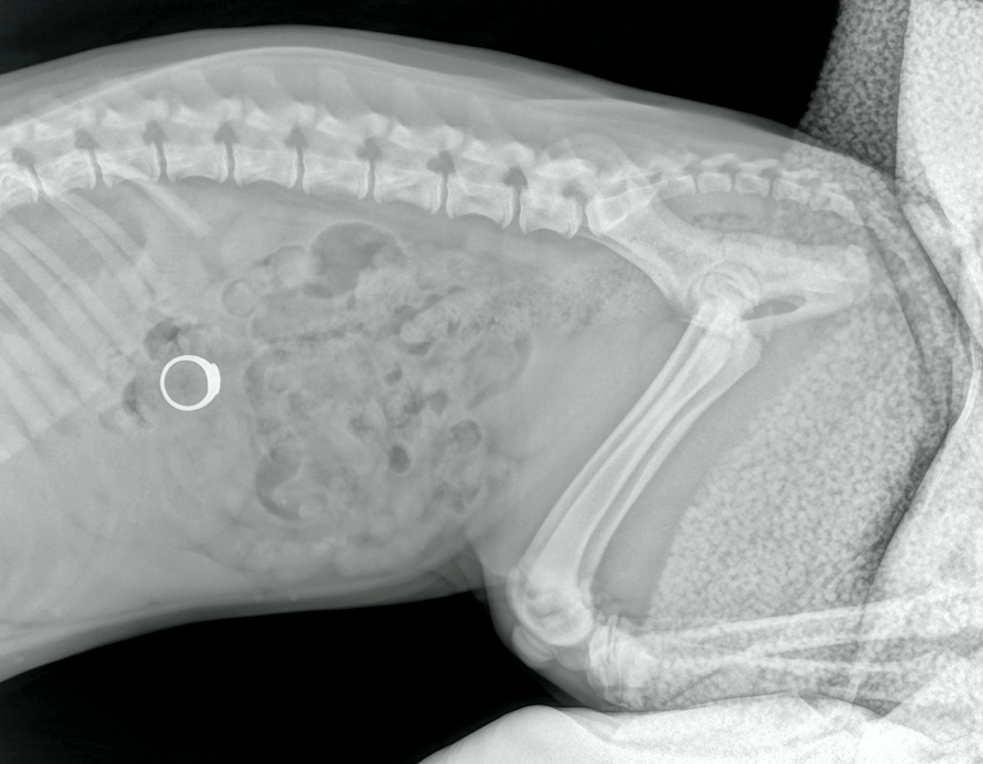 An X-ray revealed a woman's engagement ring was inside her puppy Stevie’s belly. (SWNS)