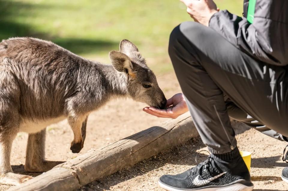 Featherdale Sydney Wildlife Park Ticket. (Photo: Klook SG)