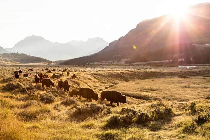 Bison on the move at sunrise in Lamar Valley in Yellowstone