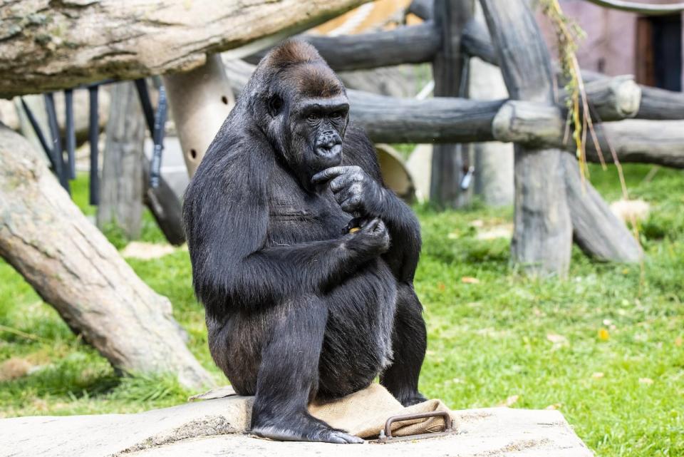 Dossi lowland gorilla Calgary Zoo