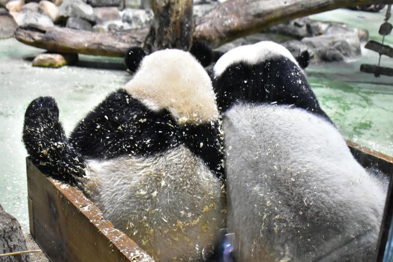 ▲圓寶已經2歲5個月大，開始進行獨立訓練。（圖／臺北市立動物園授權提供）