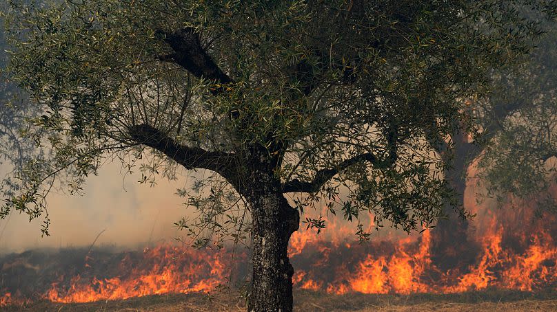 A wildfire about to reach an olive oil tree in Colmeias, Portugal, 13th July 2022