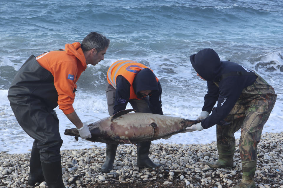 In this photo provided by Archipelagos Institute of Marine Conservation members of Archipelagos institute carry a dead dolphin at a beach of Samos island, Aegean sea, Greece, on Saturday, Feb. 9, 2019. A Greek marine conservation group says a "very unusual" increase in Aegean Sea dolphin deaths over recent weeks may be linked with recent Turkish naval exercises in the area. A total 15 dead dolphins have washed up on the eastern island of Samos and other parts of Greece's Aegean coastline since late February, according to the Archipelagos Institute.(Bre-Anne Smith /Archipelagos via AP)