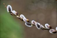 <p>This shrub is one of the first signs of spring, breaking bud in late winter to early spring. Like all willows, they prefer wet areas. The fuzzy “catkins” that appear on the naked branches make cheery long-lasting cut stems for vases. Sun to part shade.</p><p><a class="link " href="https://www.amazon.com/Pussy-Willow-Tree-Cuttings-Hummingbirds/dp/B08TJ3S5B9?tag=syn-yahoo-20&ascsubtag=%5Bartid%7C10050.g.31102712%5Bsrc%7Cyahoo-us" rel="nofollow noopener" target="_blank" data-ylk="slk:Shop Now;elm:context_link;itc:0;sec:content-canvas">Shop Now</a></p>